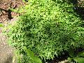 Keyohime Japanese Maple